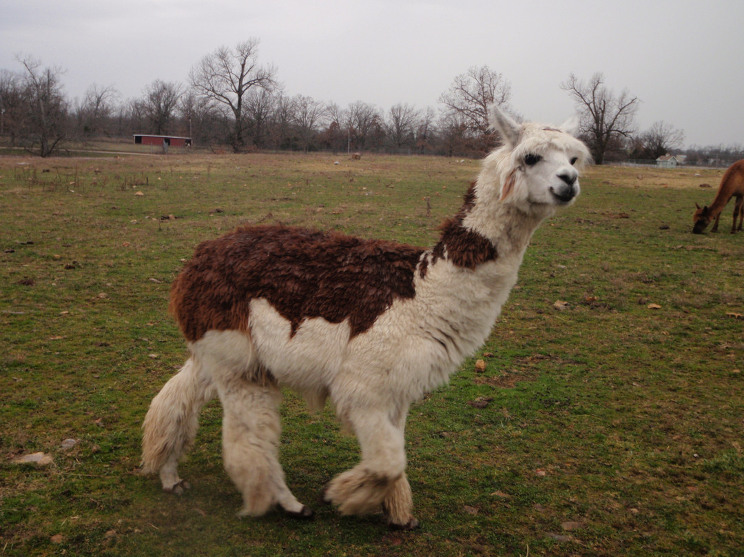 Wild Animal Safari-Strafford必去景点
