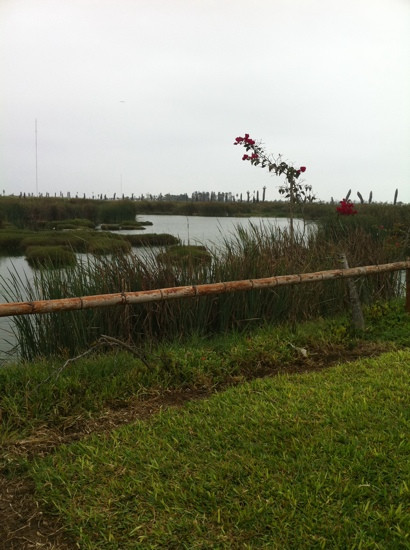 Humedal Pantanos de Villa-利马必去景点