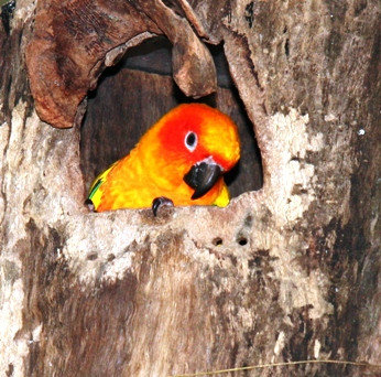 Birdworld Kuranda-库兰达必去景点