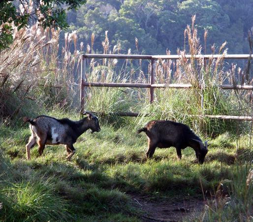 科基州立公园-科卡哈必去景点