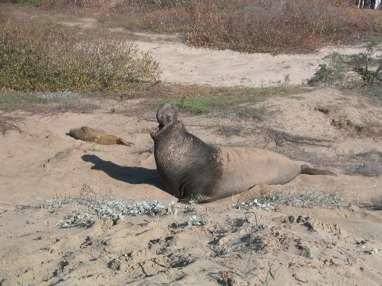 Año Nuevo State Reserve-佩斯卡德罗必去景点