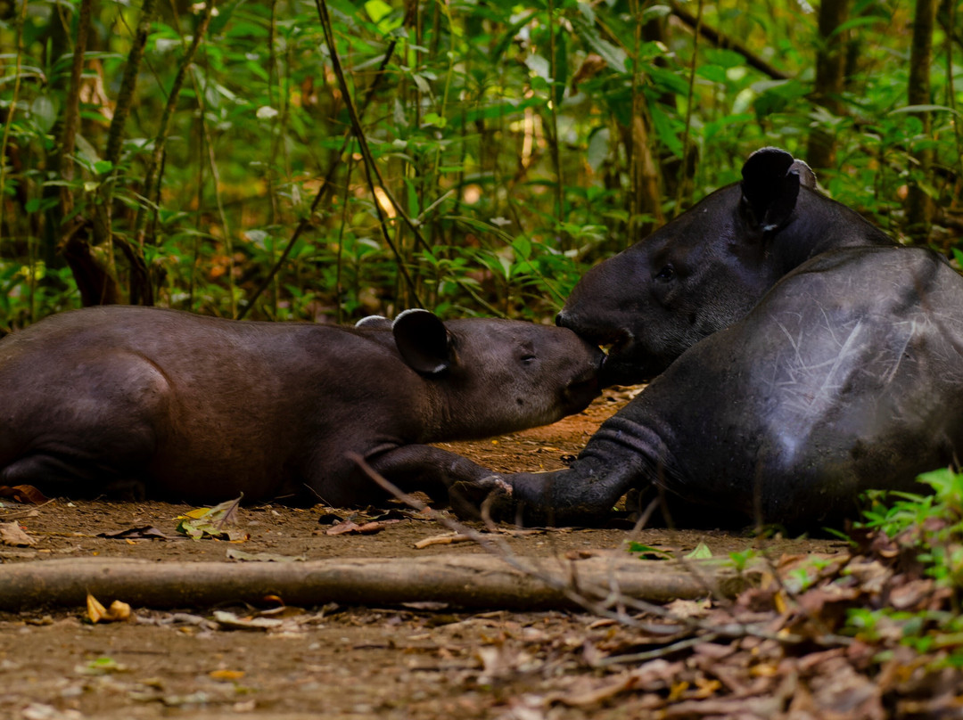 Selva Connections-希门尼斯港必去景点