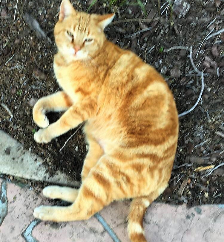 Starlight Canyon主图