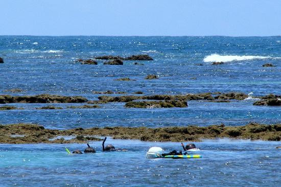 Gales de Maragogi-Maragogi必去景点