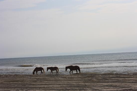 野马冒险之旅-卡罗拉必去景点