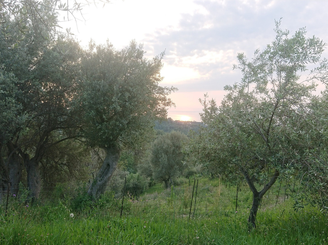 Giardino Di Sicilia主图