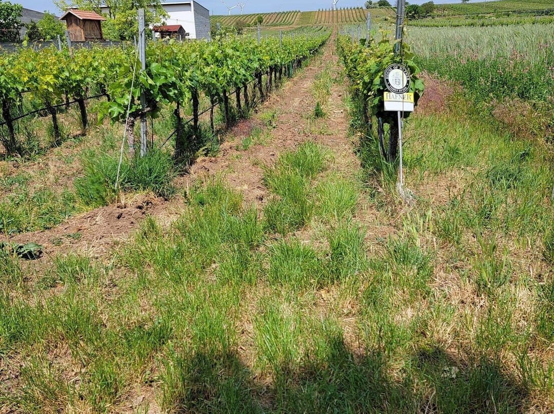 Weingut Hafner-Monchhof必去景点