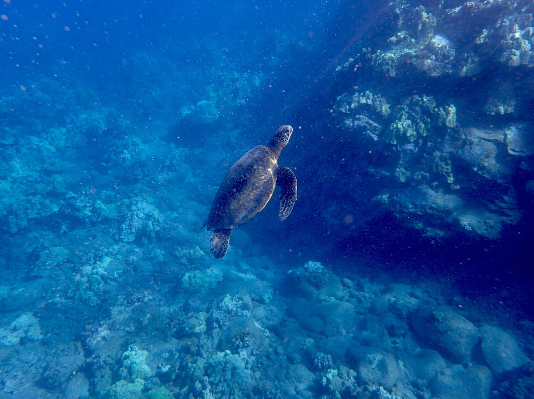 Maui Kayak Adventures-基黑必去景点