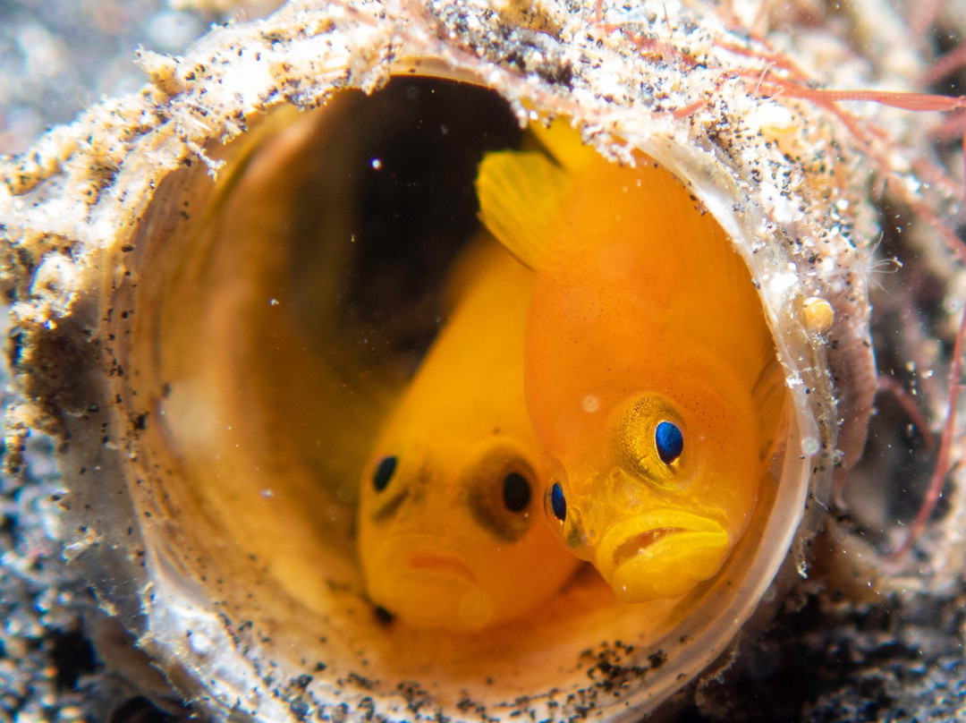 YOS Dive Lembeh-Eco Beach Resort-比通必去景点