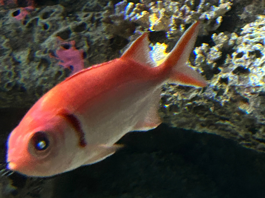 North Carolina Aquarium at Fort Fisher景点图片