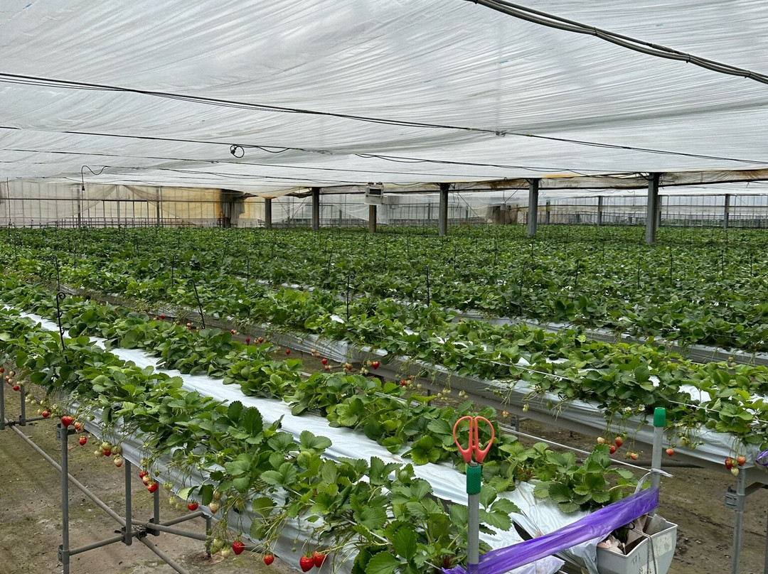 Fruit Gardem Shirone Grapes Garden-新泻市必去景点