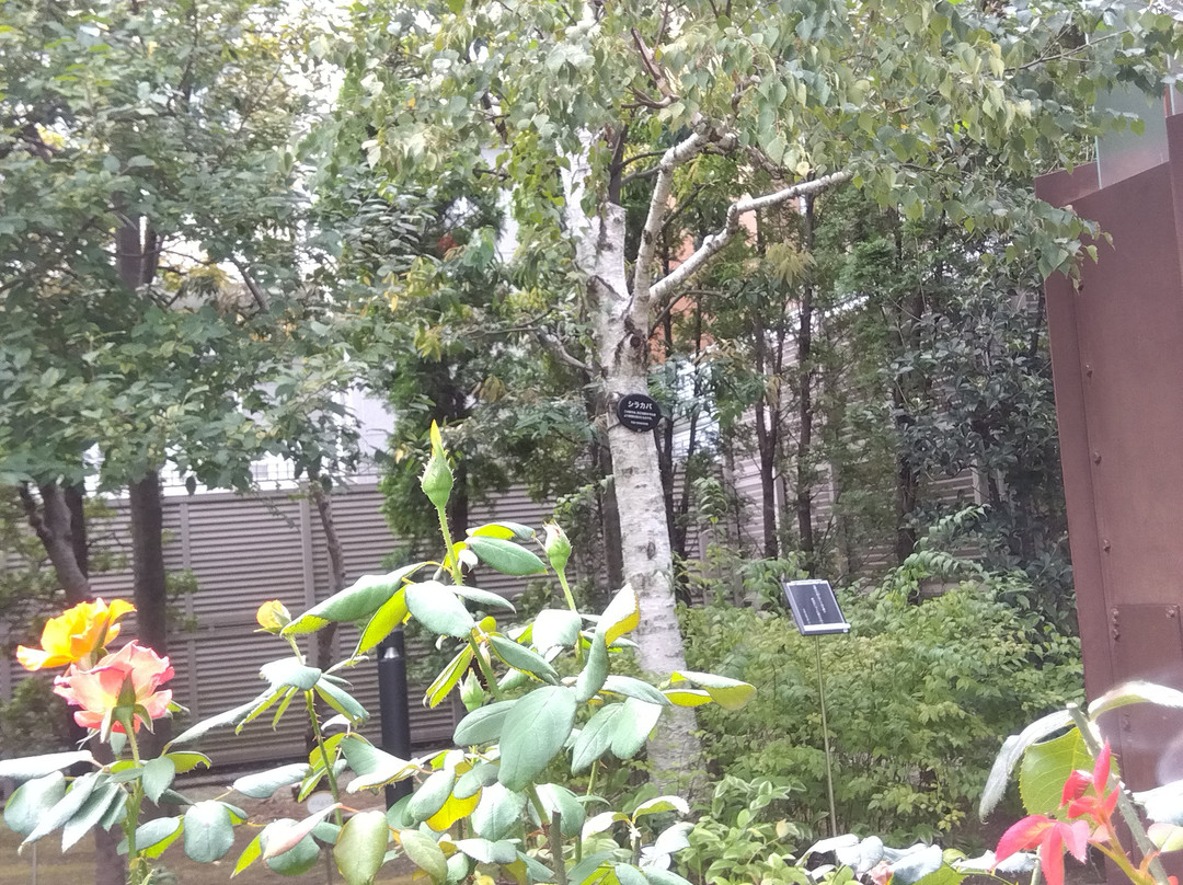 Nemunoki Garden-品川区必去景点