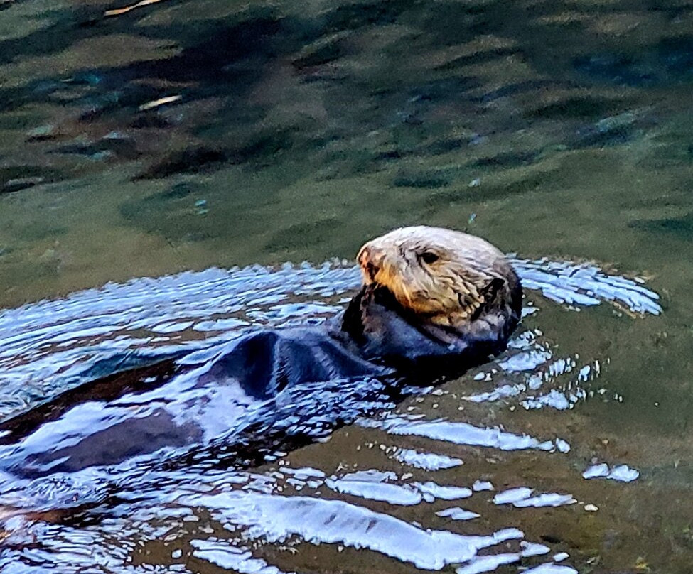 Point Defiance Zoo & Aquarium景点图片