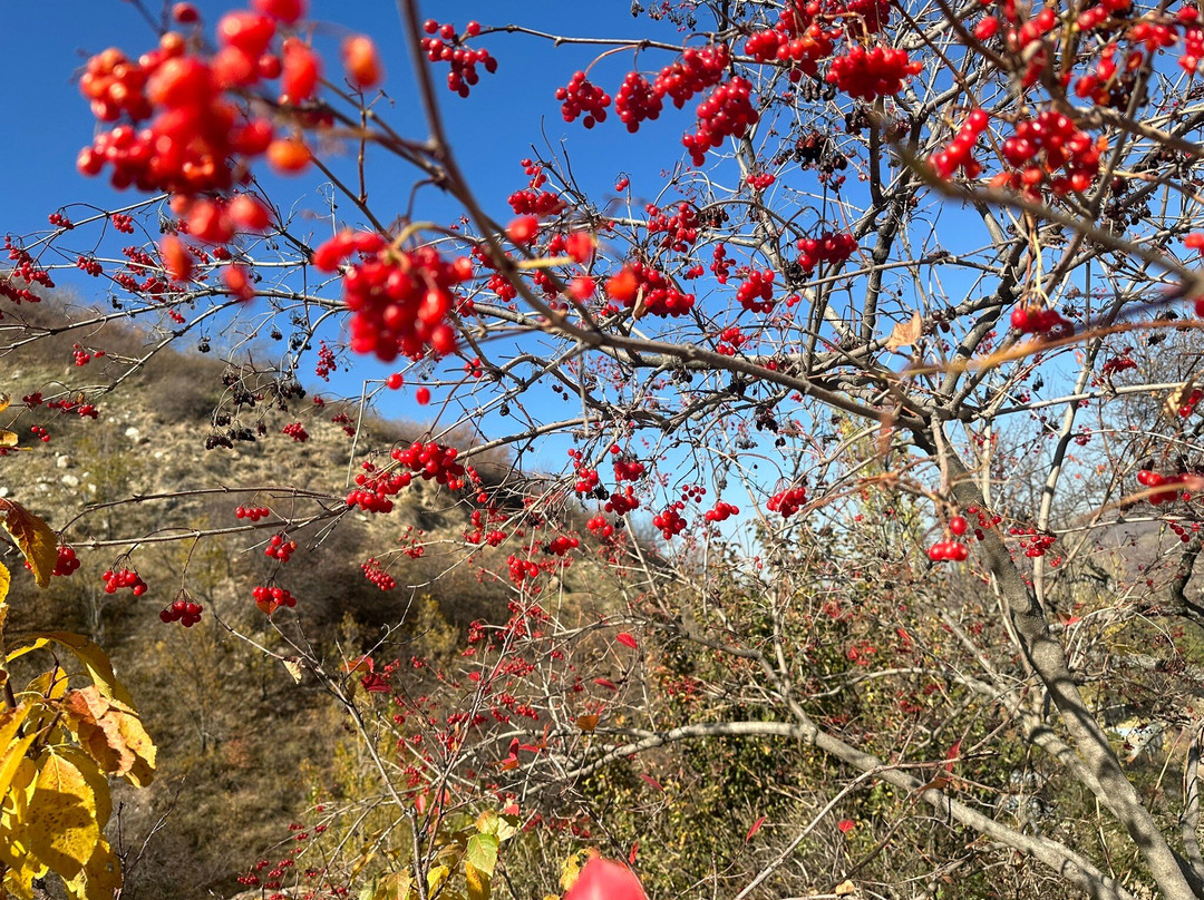 Falcon Farm Sunkar-阿拉木图必去景点