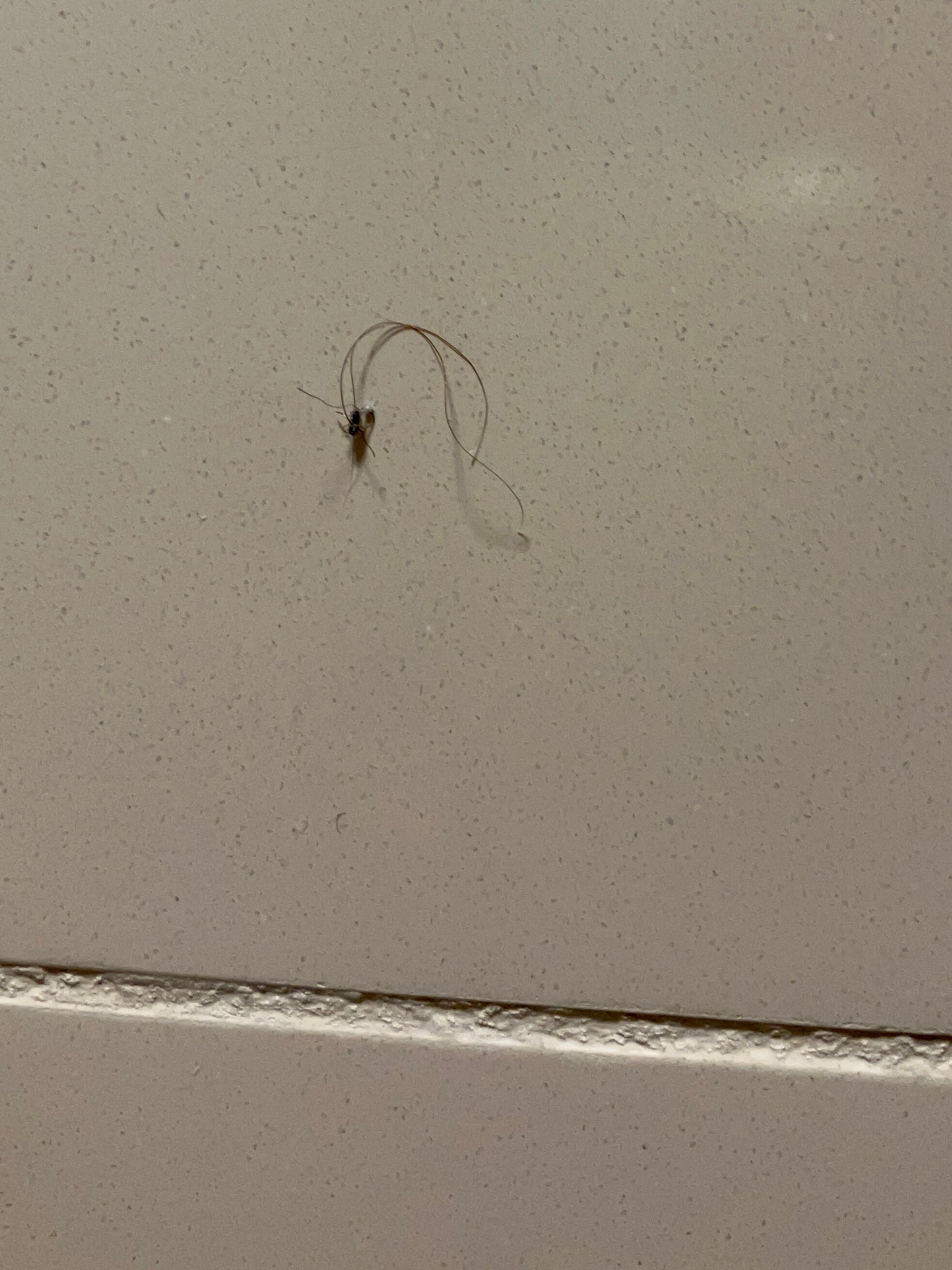 Hyatt Place Detroit/Livonia-浴室