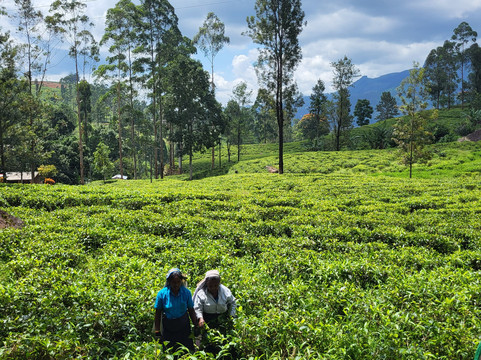 Disfruta Sri Lanka-尼甘布必去景点