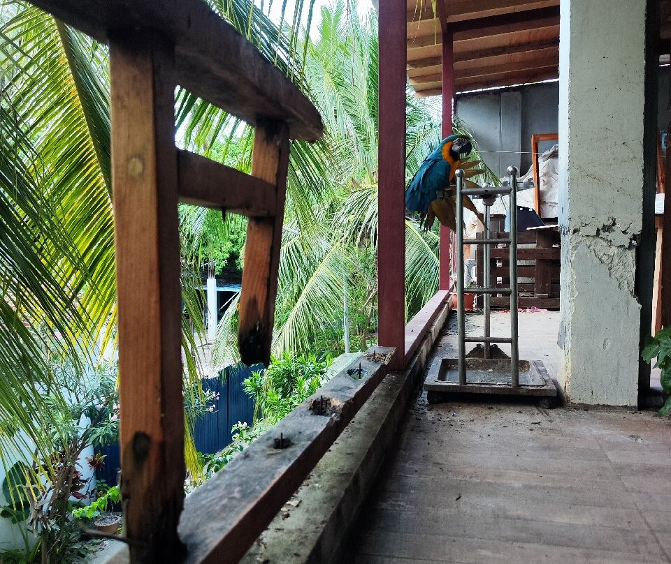 Bougainvillea Inn - Maldives主图