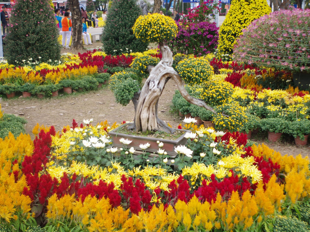 菊城金瓣-中山市必去景点