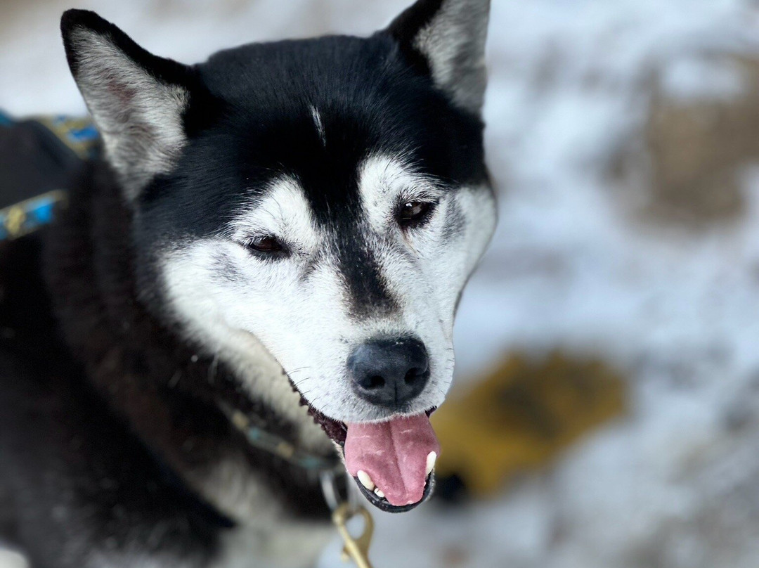 Kananaskis Outfitters-卡那那斯基斯必去景点