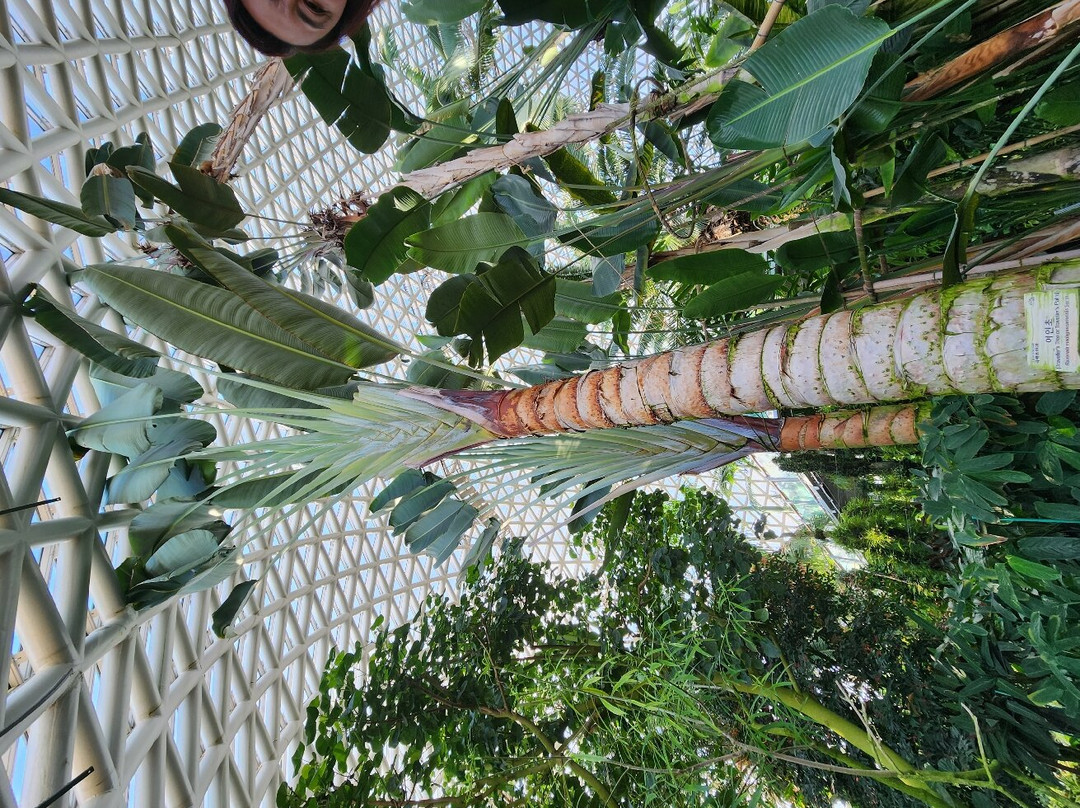 Geoje Botanic Garden Jungle Dome-巨济市必去景点