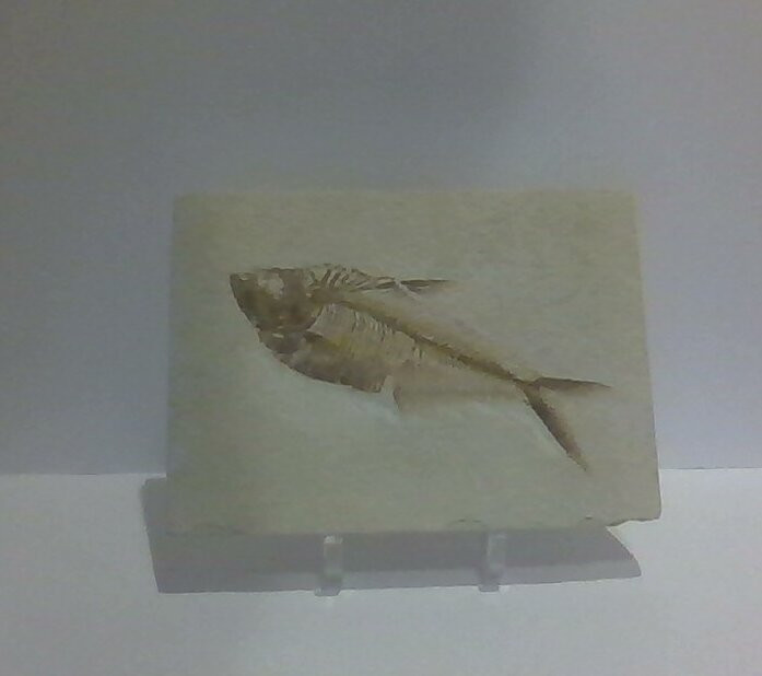 Ocean Springs Museum Of Natural History景点图片
