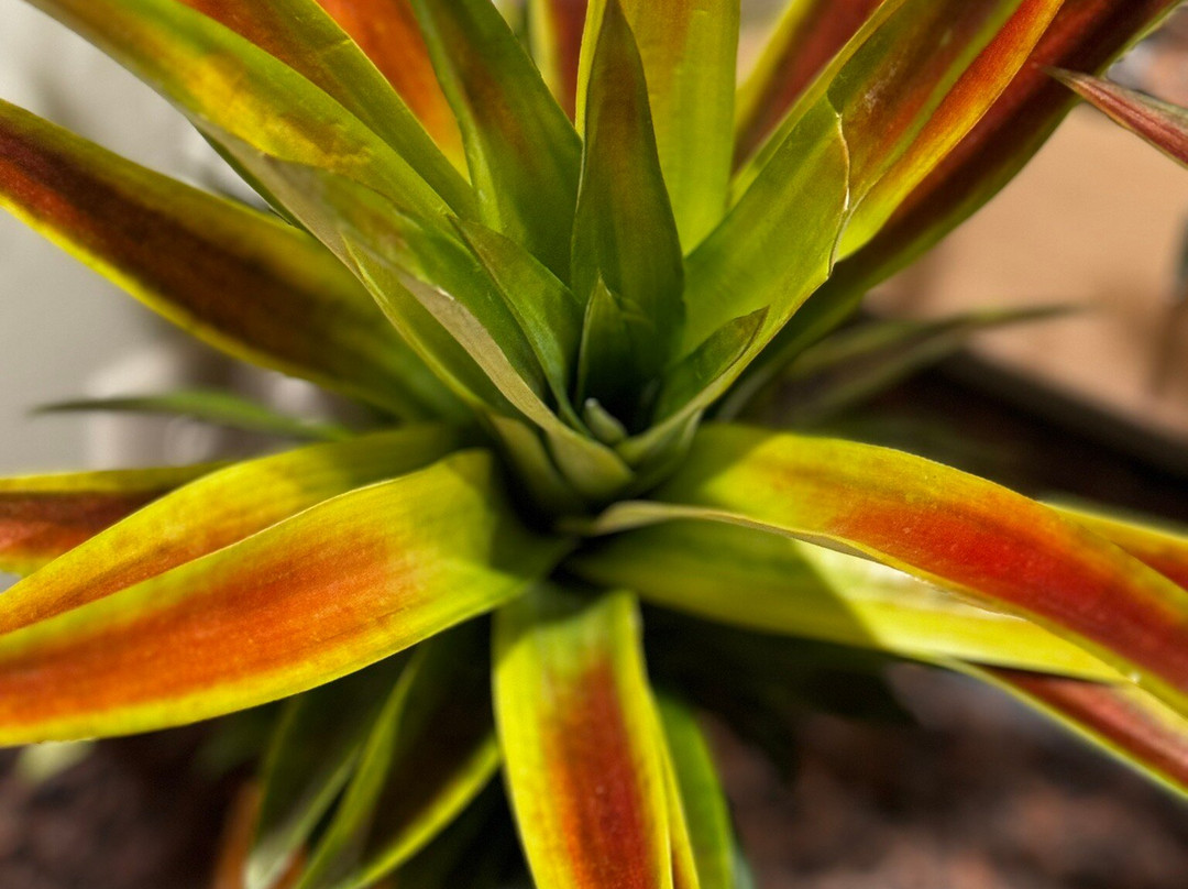 Kauai Culinary Market-坡伊普必去景点