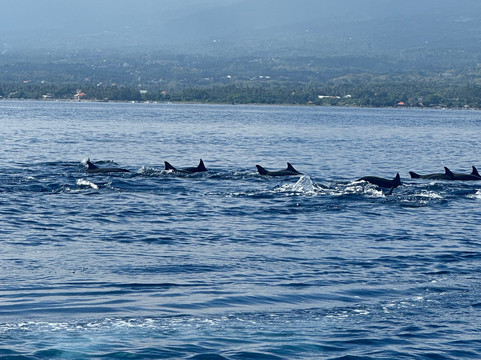 Saraswati Lovina Dolphin-罗威那海滩必去景点