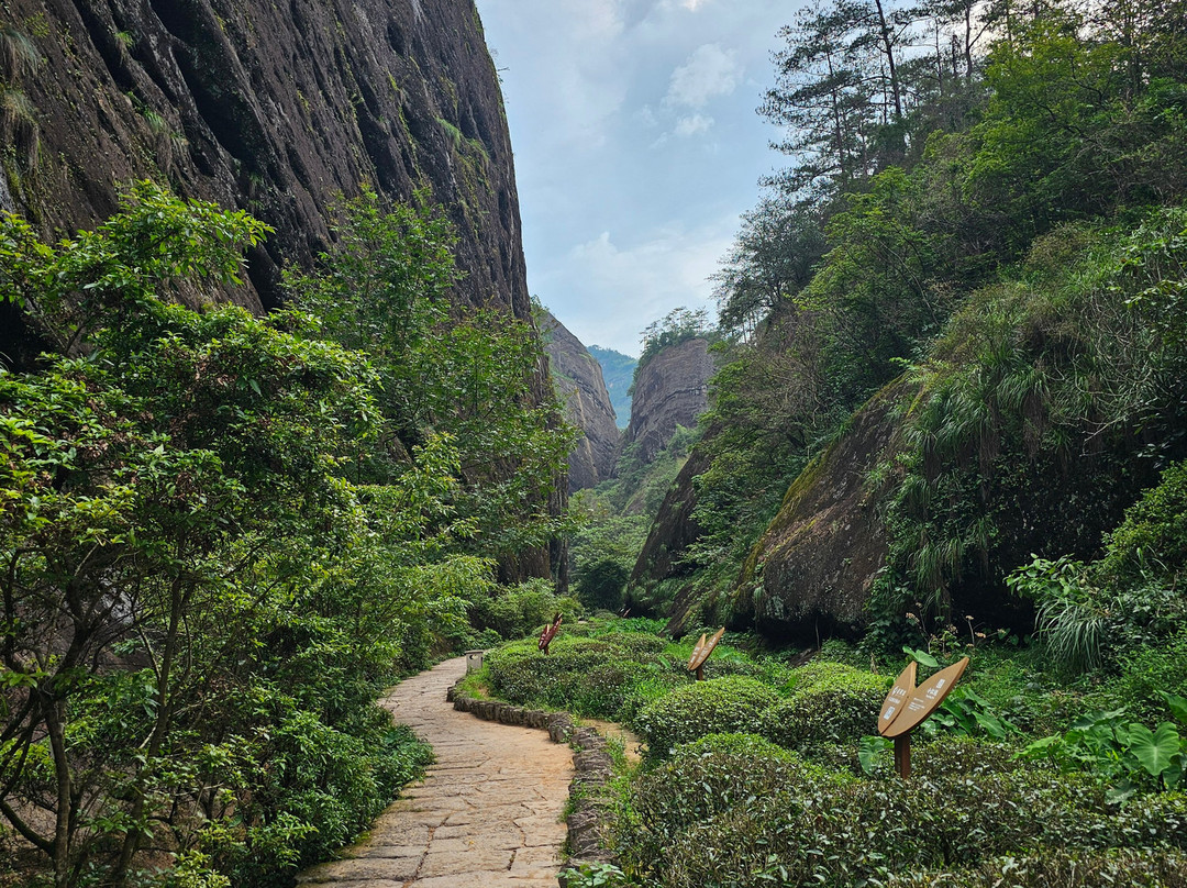 Ultimate Guide to Wuyishan景点图片