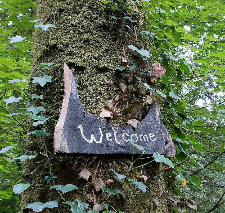 Pettigo Walk Forest Stroll景点图片