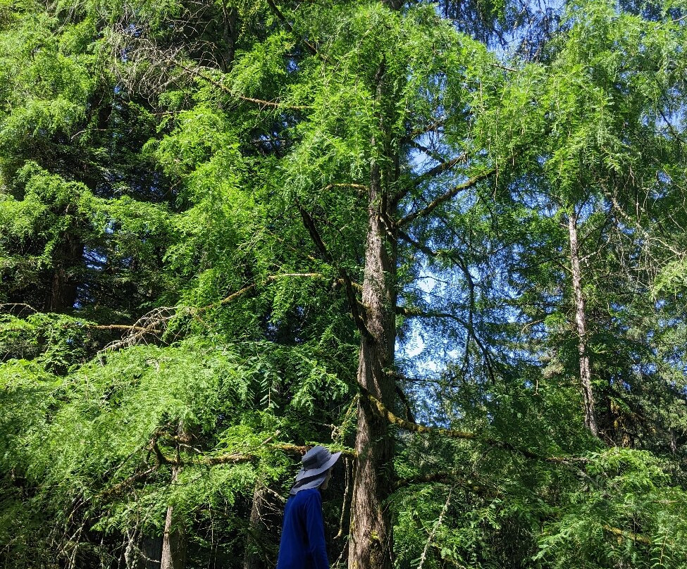 Hoyt Arboretum-波特兰必去景点
