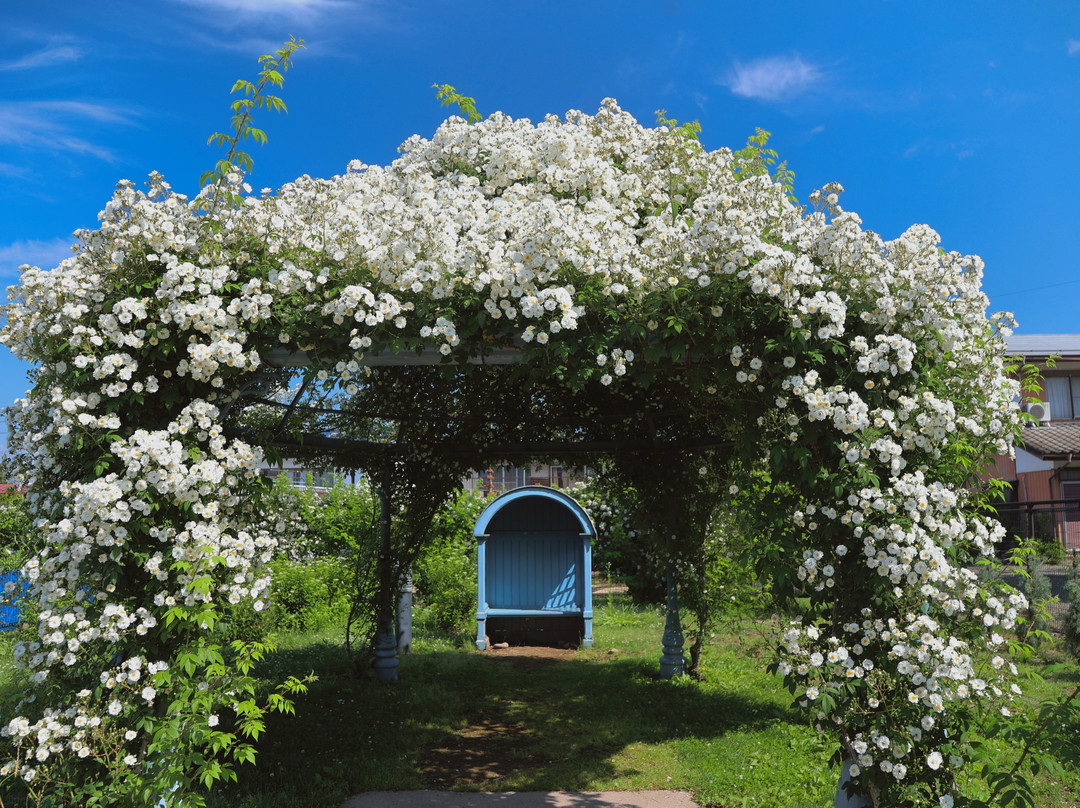 Ippongi Park-中野市必去景点
