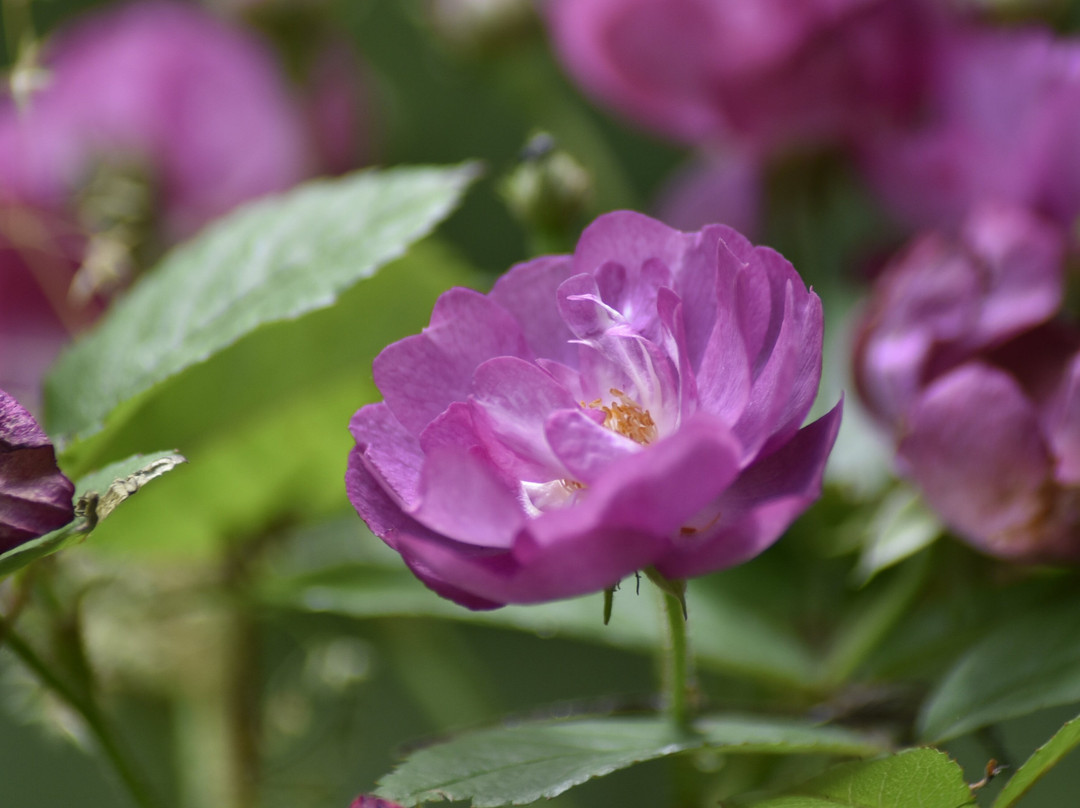 Killahusets trädgård-Borrby必去景点