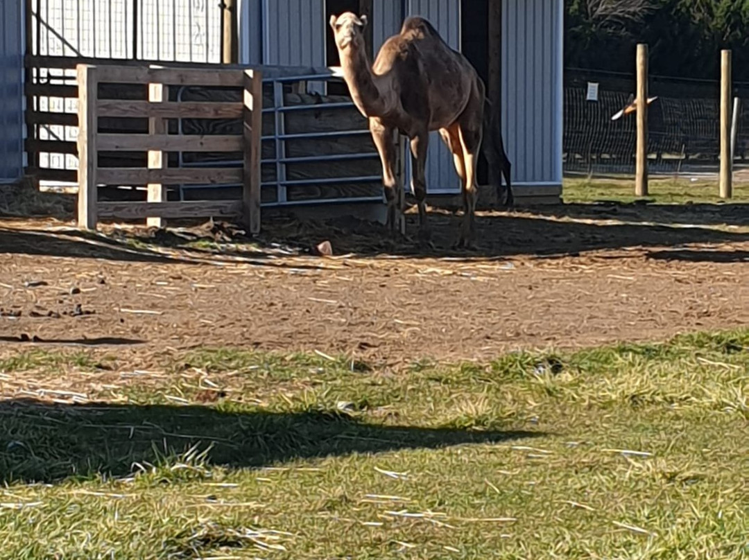 Leesburg Animal Park景点图片