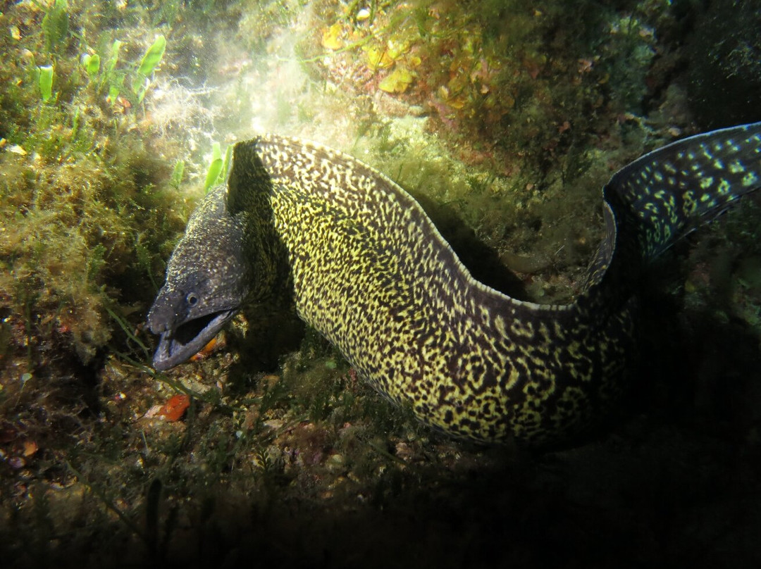 Dive Aquarius-San Teodoro必去景点