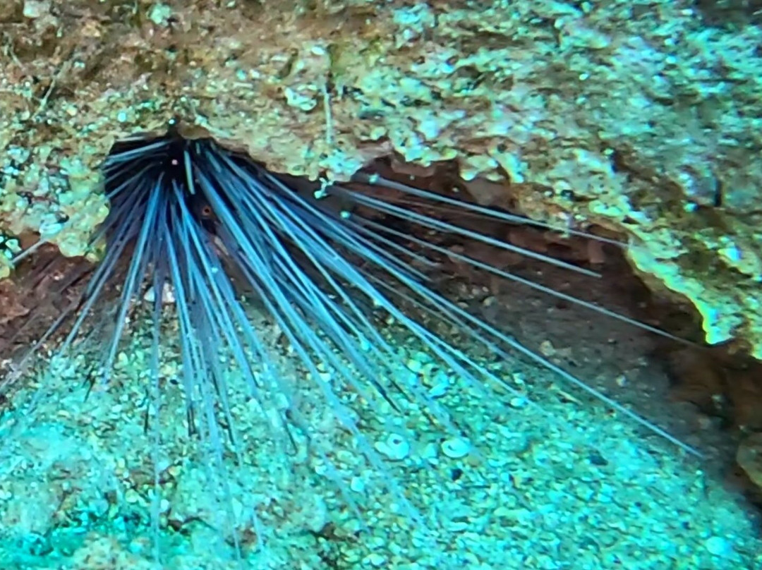 Royal Octopus DIVE CENTER景点图片