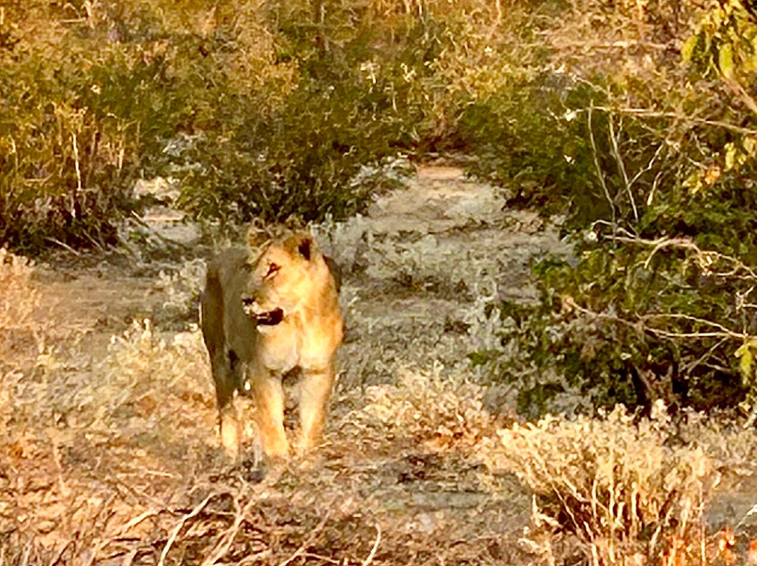 Safarihoek Lodge主图