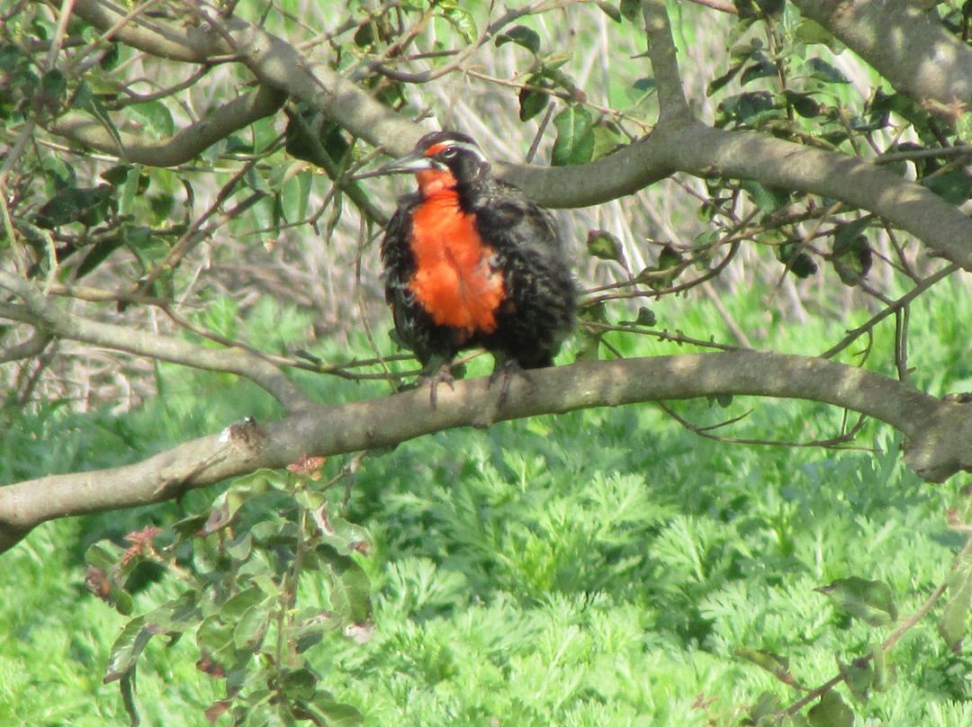 Humedal Rio Maipo-圣安东尼奥必去景点