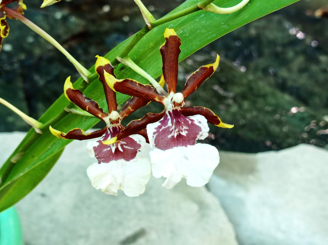 Orchids Museum景点图片