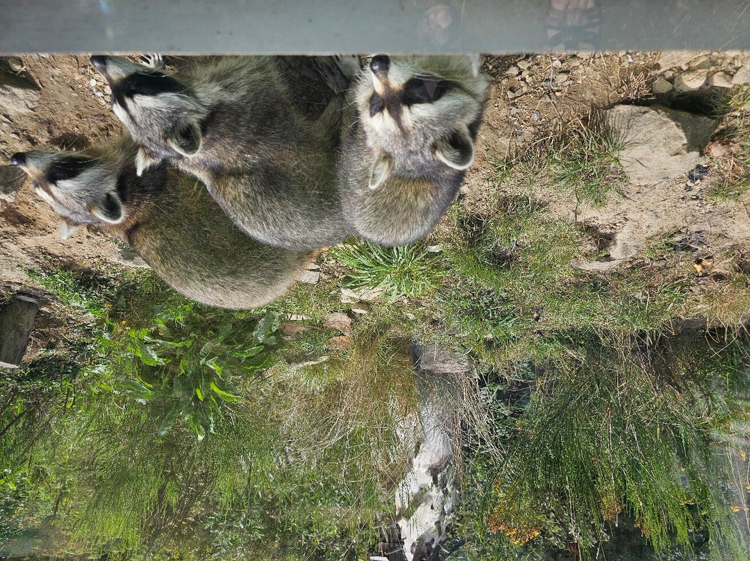 Parc Animalier d'Ecouves-Le Bouillon必去景点