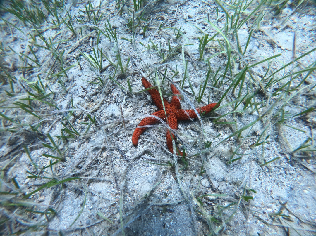 Argonauta Diving Resort景点图片