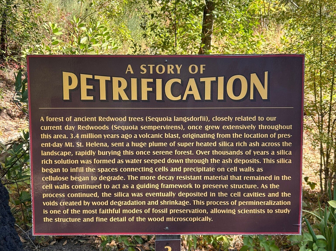 Petrified Forest-卡利斯托加必去景点