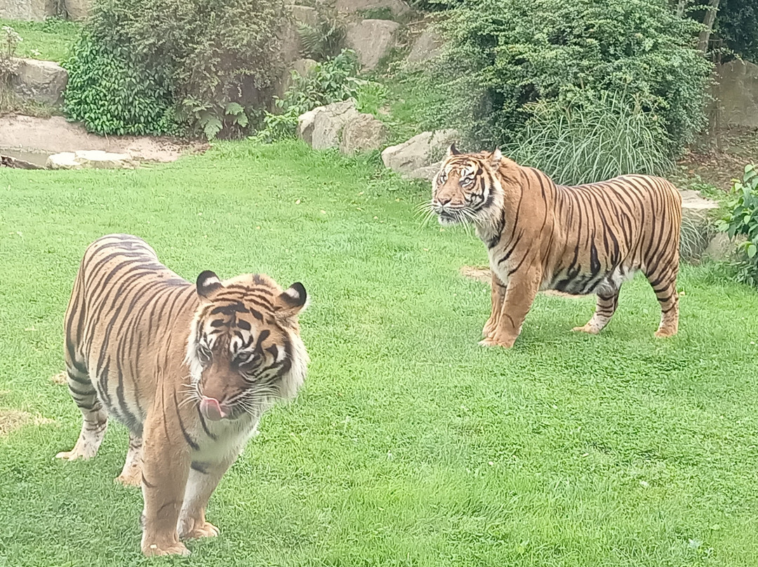 Zoo de Champrepus景点图片
