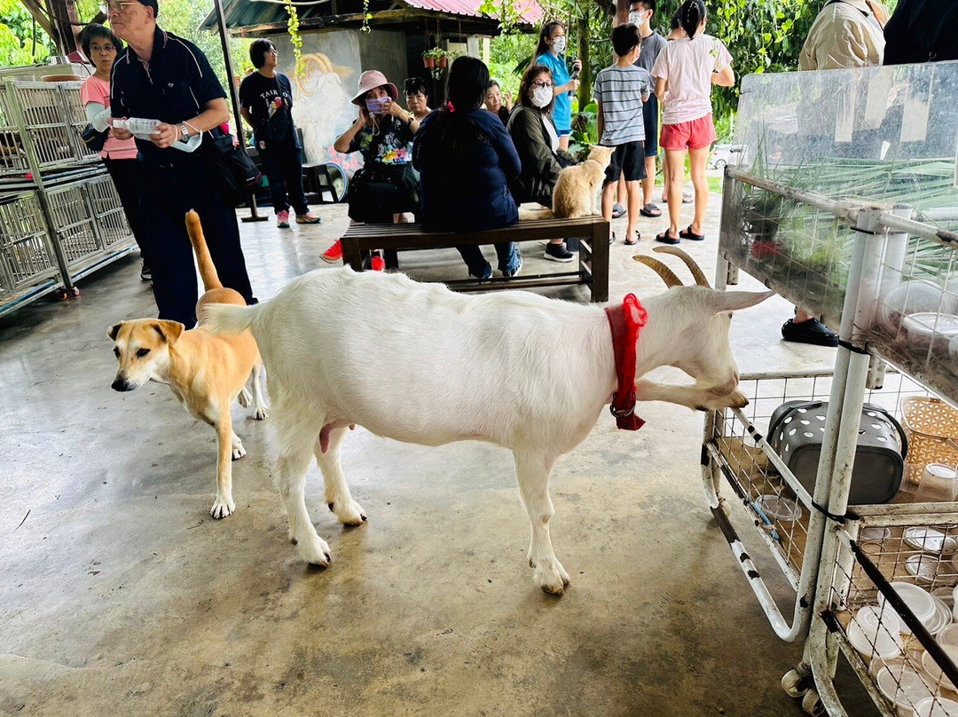 Saanen Dairy Goat Farm景点图片