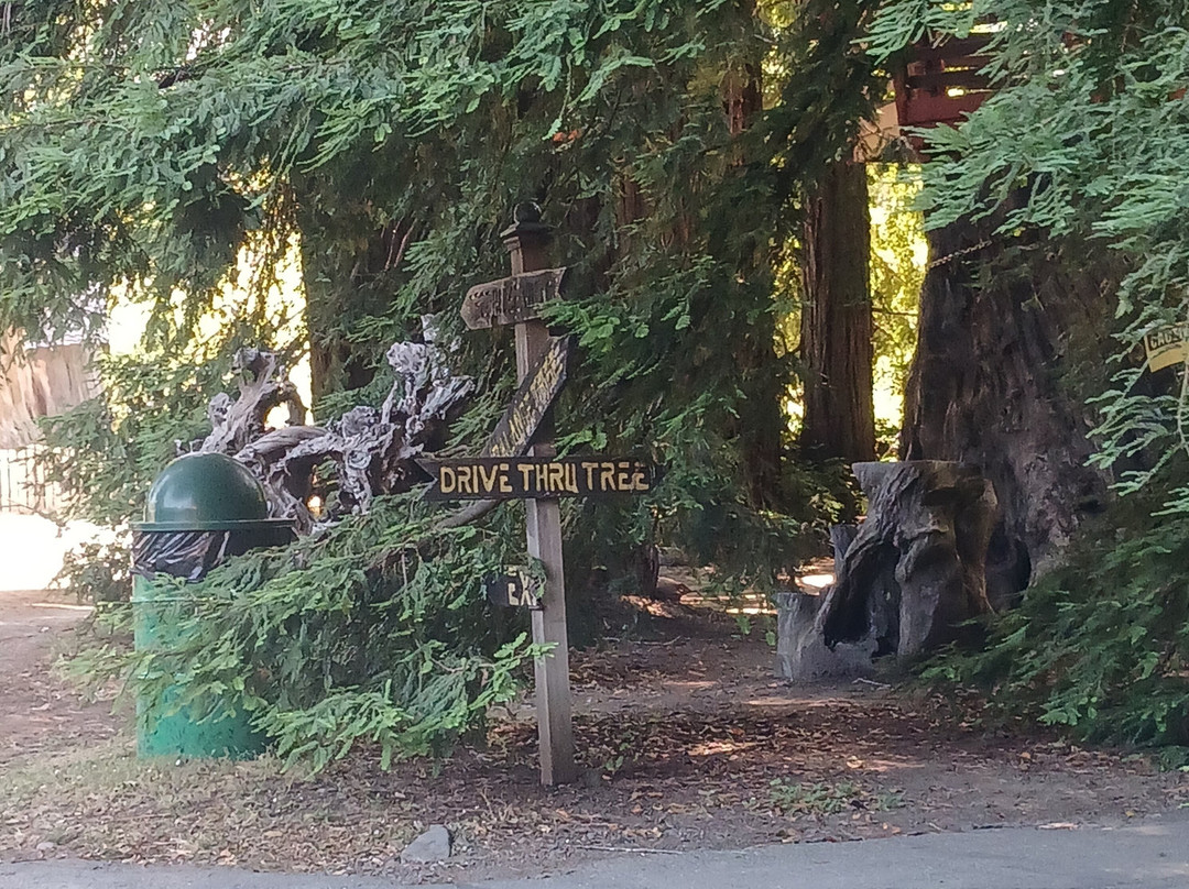 Shrine Drive-Through Tree景点图片