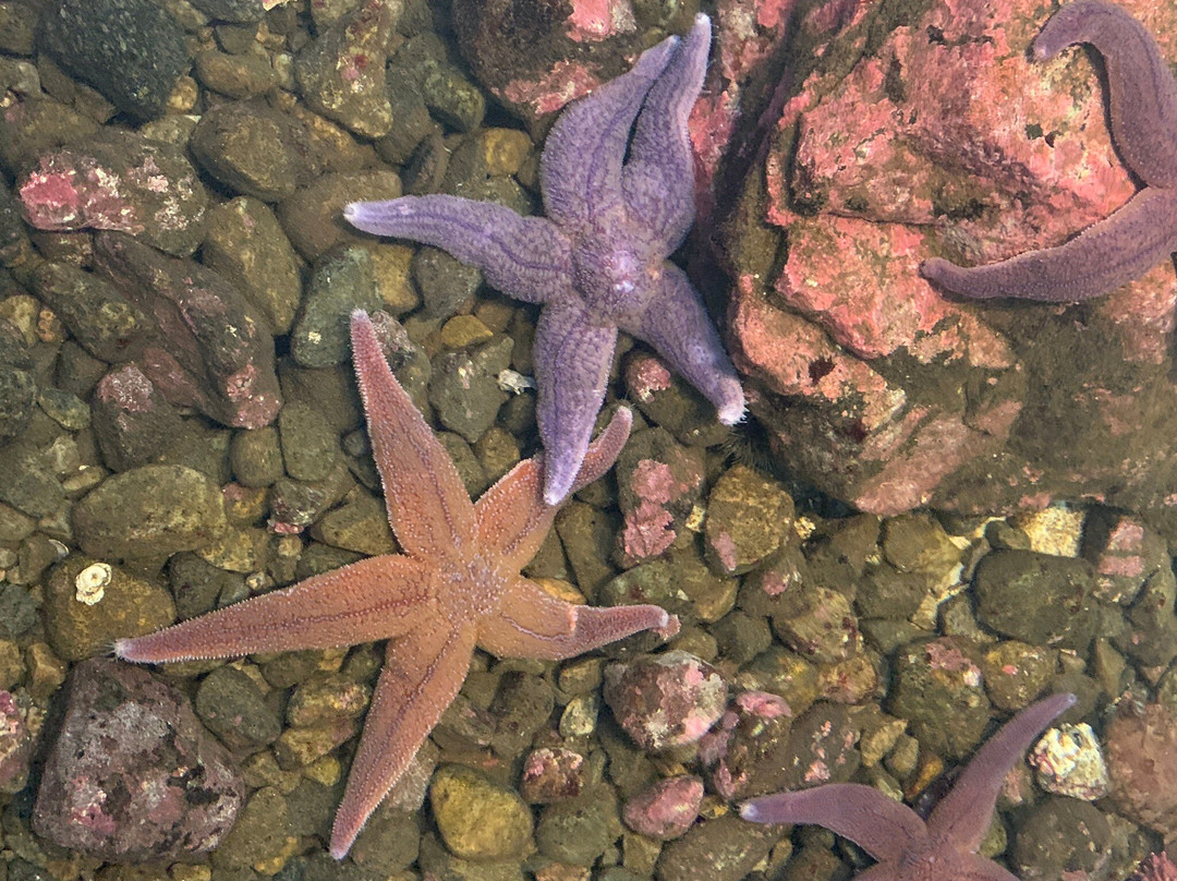 The Lofoten Aquarium景点图片