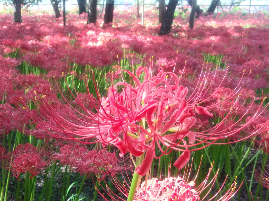 Kinchakuda Manjushage Park-日高市必去景点