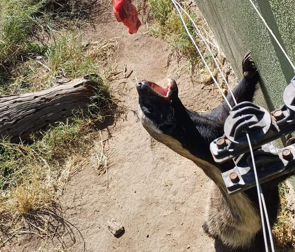 Moholoholo Wildlife Rehabilitation Centre景点图片
