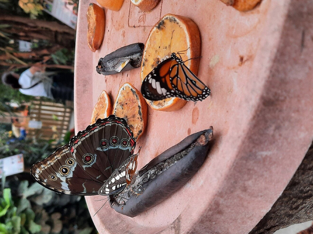 Allgäuer Schmetterling Erlebniswelt景点图片