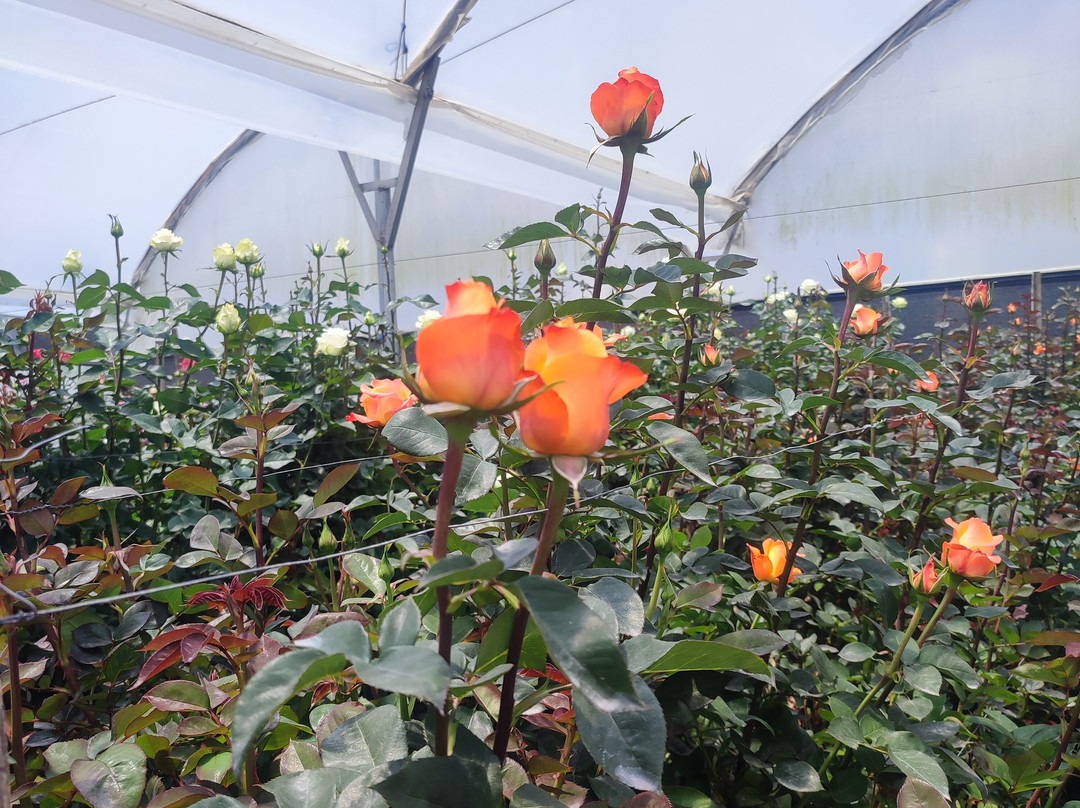 QUINTI-基多必去景点