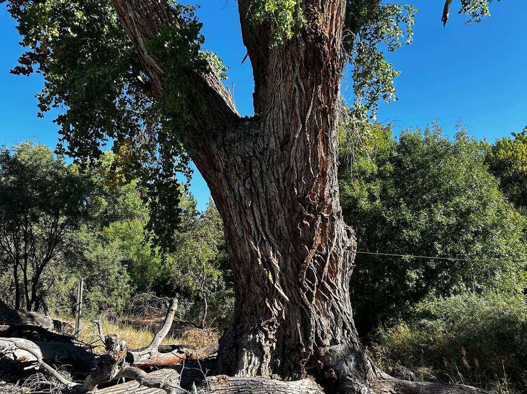 Birding Northern Arizona景点图片